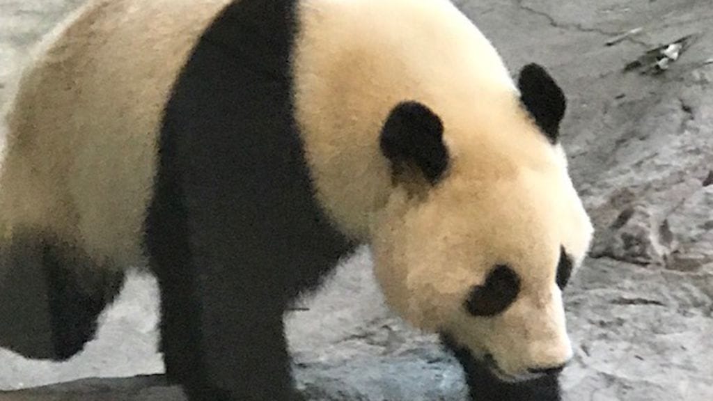 Pyry tallustaa Ähtärin karanteenissa.