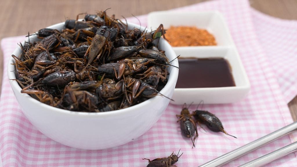 hyönteisruoka sirkka