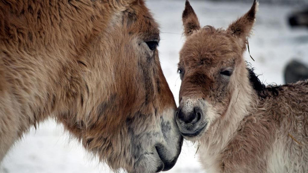 Mongolianvillihevonen kuoli luonnosta sukupuuttoon 1960-luvun lopulla ja se kuuluu eurooppalaisten eläintarhojen suojeluohjelmaan. Kuvituskuvassa mongolianvillihevonen.