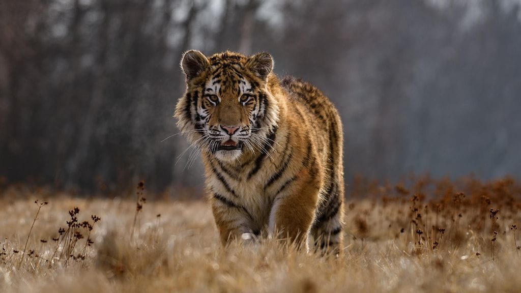 Skotlantilaiselta maatilalta ei löytynytkään tiikeriä. Kuvituskuva.