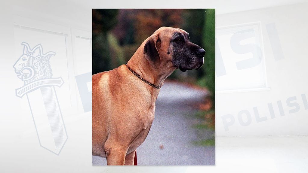 Seinäjoen kaupungin johtava hygieenikko ja valvontaeläinlääkäri Seppo Kangas kertoo, että naisesta on tehty rikosilmoitus poliisille. Kuvan koira ei liity tapaukseen.