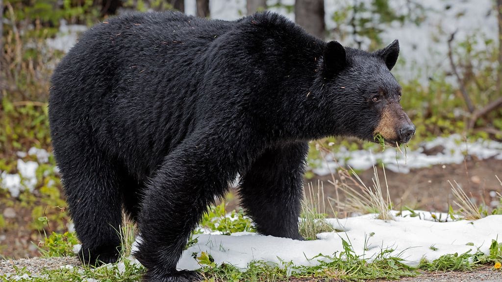 Mustakarhun amerikkalaismies tapasi Yhdysvaltojen koillisosassa Mainessa.