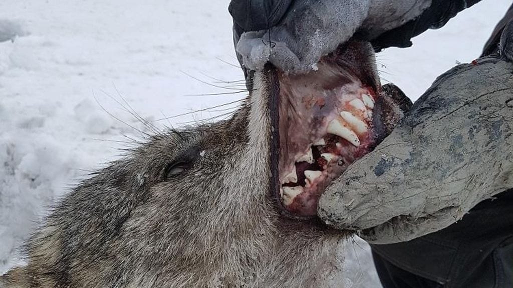 Susi jäi auton alle Espoossa.