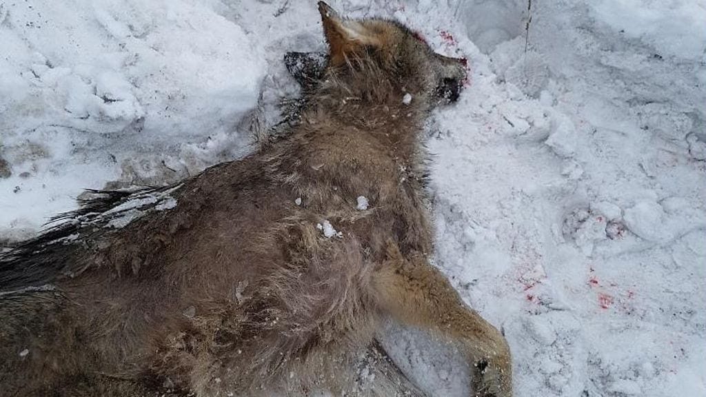 Kuollut susi on toimitettu Eviran tutkittavaksi.