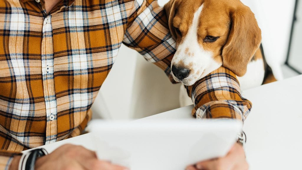 Koiria voi aktivoida myös älypelien avulla.