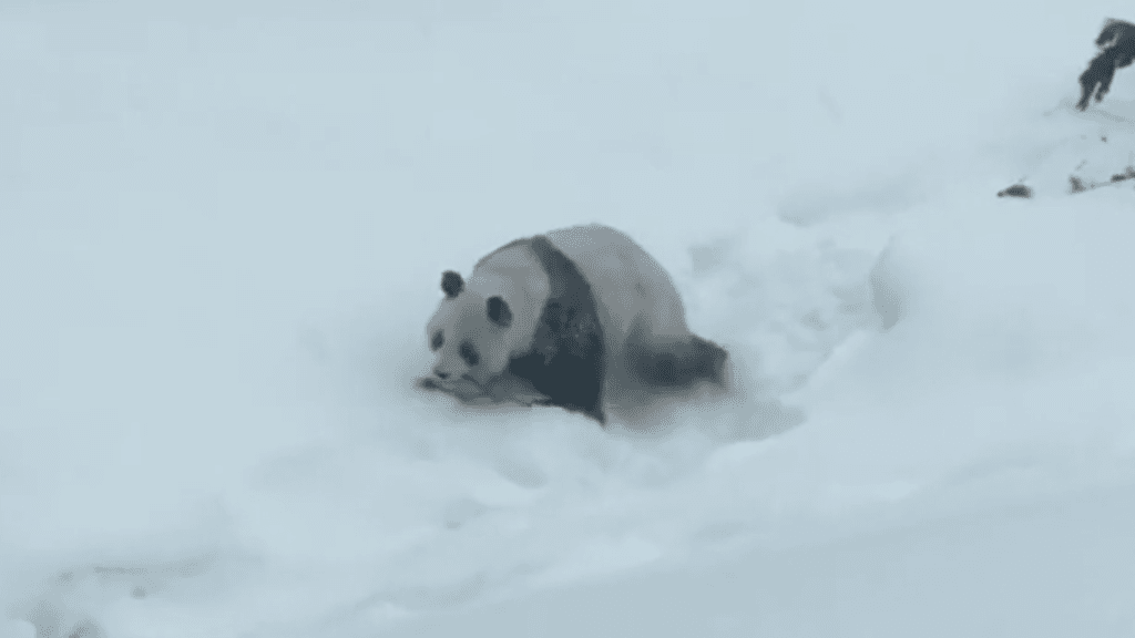 Lumi oli riemua täynnä päästessään lumeen telmimään.