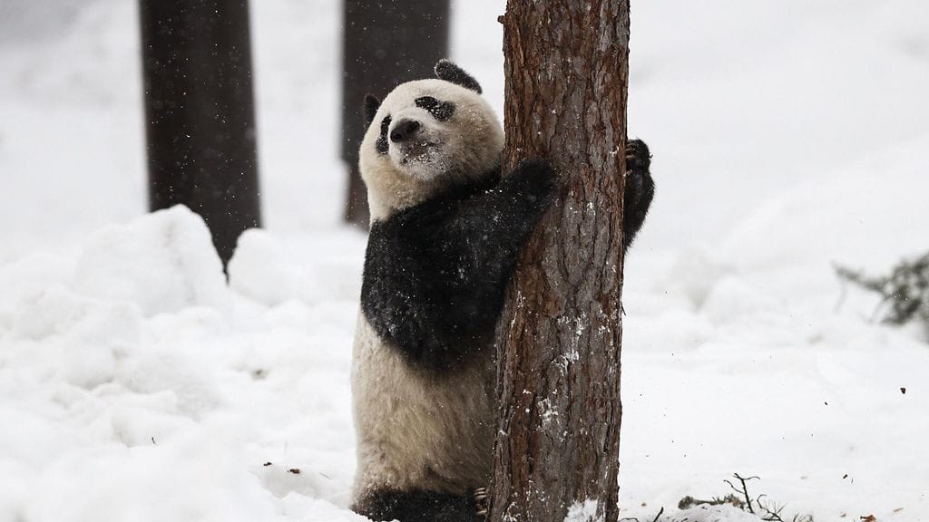 Jin Bao Bao eli Lumi peuhaamassa kun Ähtäri Zoon Pandatalo aukesi yleisölle 17. helmikuuta 2018 Ähtärissä.