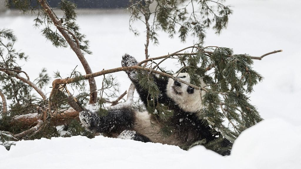 pandat ulkona Ähtäri 3