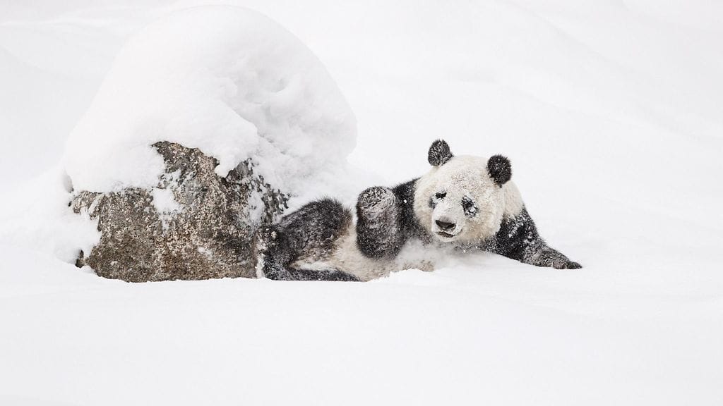 pandat ulkona Ähtäri 4