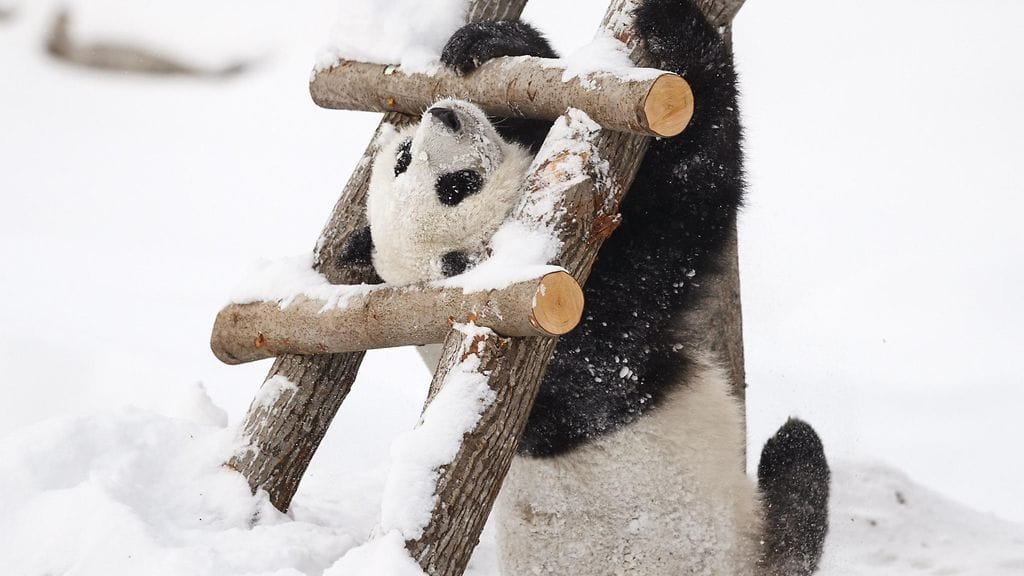 Lumi voitti pronssia kategoriassa "Kiinan suosikkipanda", vaikka ehtikin kilpailun päätyttyä muuttaa Suomeen.