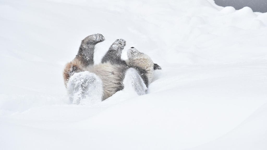 Ähtärin eläintarhan jättiläispandat Pyry ja Lumi olivat viikonloppuna ensimmäistä kertaa yleisön nähtävissä. Kuvassa Lumi heittää kuperkeikan.