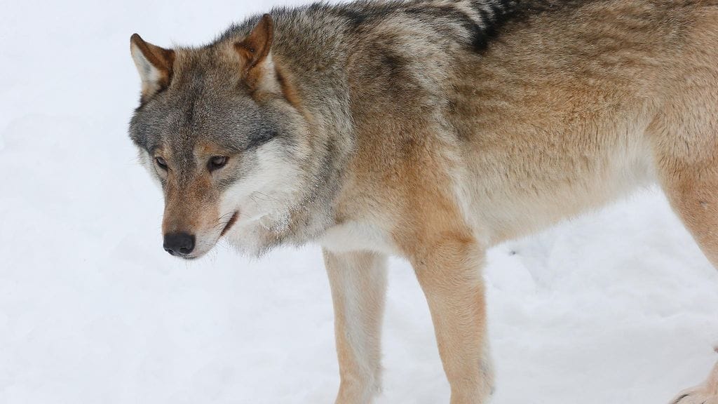 Siikalatvalla Pohjois-Pohjanmaa on lopetettu loukkaantunut susi. Kuvituskuvan eläin ei liity tapaukseen.