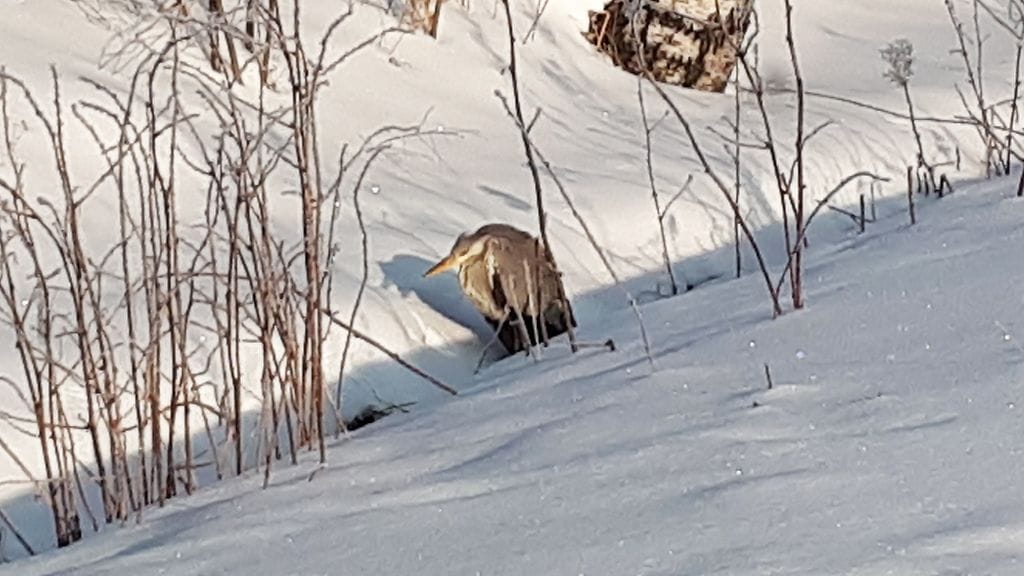Parikymmentä vuotta alueella asunut Terhi Lehto kertoo, että kyseessä on ensimmäinen kerta, kun hän näkee harmaahaikaran. Muita eläimiä Rastaspuiston alueella kyllä liikkuu runsain määrin.
