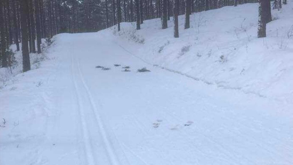 Hiihtoladulle oli viritetty oksia ja havuja, joiden jälkeen joku oli tehnyt tarpeensa keskelle latua.