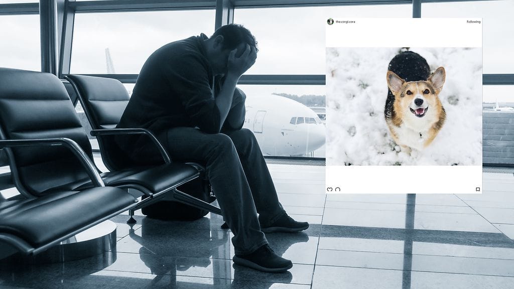 Fiksu terapiakoiranakin toiminut Welsh corgi riensi surevan miehen luokse Seattlen lentokentällä.