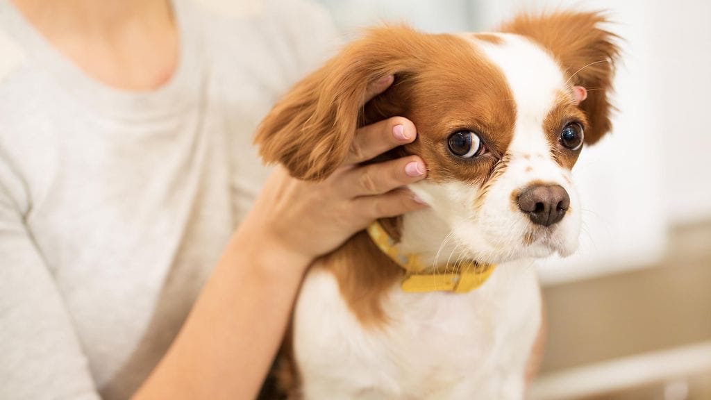 nainen paijaa koiraa