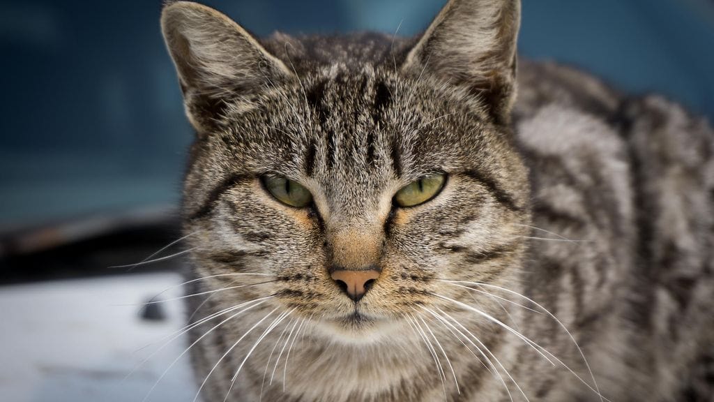 Kissat ovat tunnettuja juroudestaan, mutta miten kissa reagoi, kun omistaja leikkii kuollutta? Kuvituskuva.