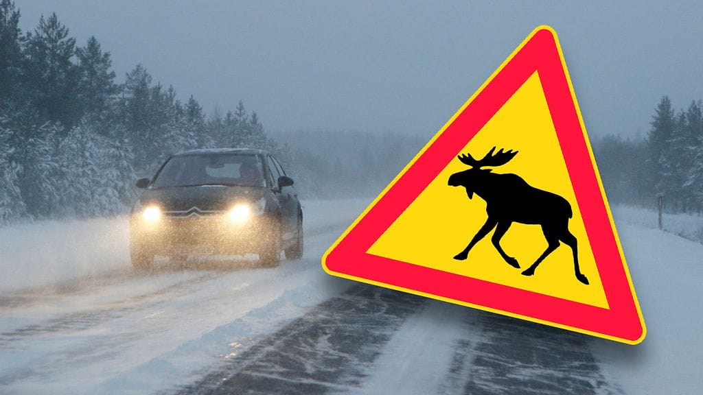 Hirvivaarasta kertova liikennemerkki kiinnostaa erityisesti saksalaisia turisteja.