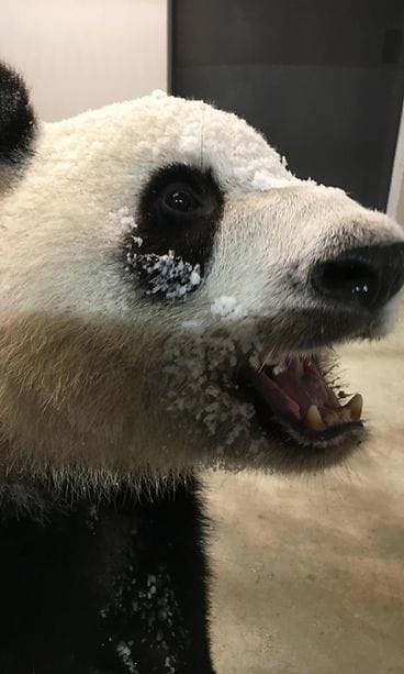 panda3