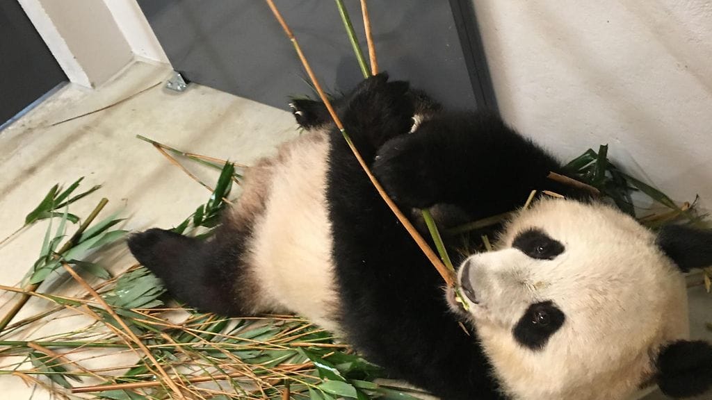 Lumi lempipuuhassaan, bambuaterialla, Ähtärissä helmikuussa 2018.