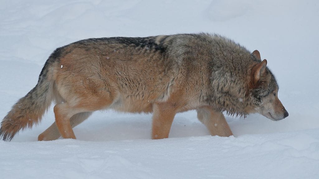 Kuvan susi ei liity tapaukseen.