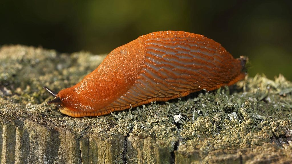 Espanjansiruetana (Arion vulgaris).