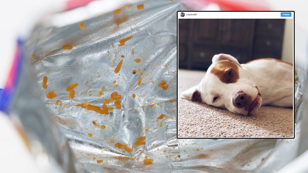 Sipsipussi koitui Petey-koiran kohtaloksi.