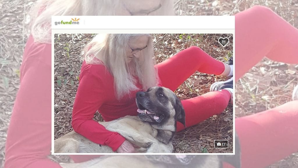 Rayla-koira oli kateissa 16 kuukautta, kertoo Action News Jax -sivusto. Kuvan lähde Gofundme