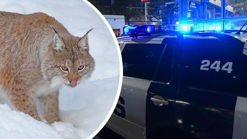 Helsingin poliisi kertoo Twitterissä, että kissapetoa ei ole etsiskelyistä huolimatta löytynyt. Kuvituskuva.