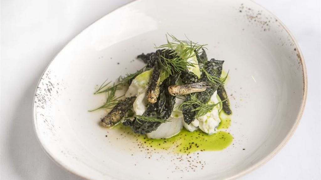 hyönteisruok viikkari