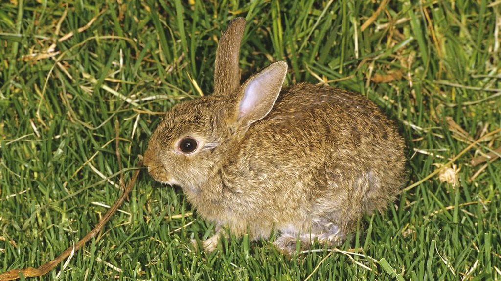 Myös Australiassa kokeiltiin jäniskannan harventamista taudin avulla. Kuvassa australialainen jänis.