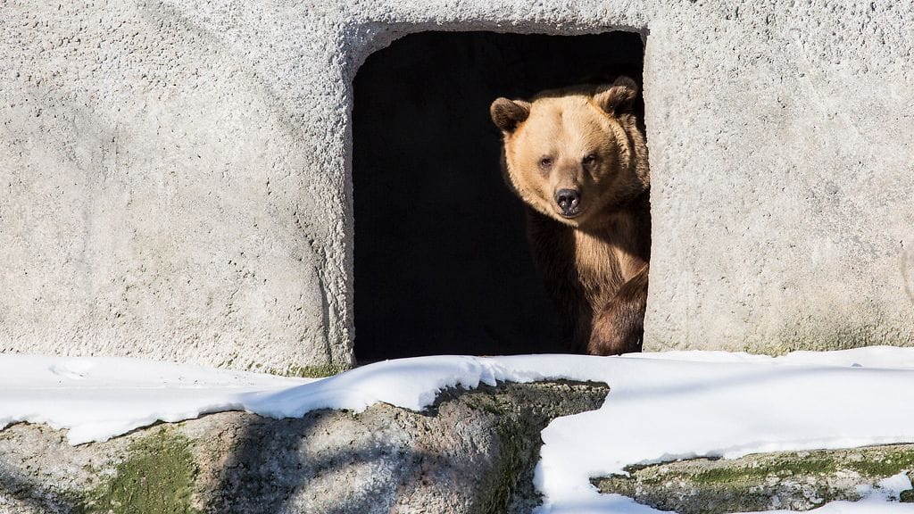 Hetki kurkistelua, sitten kirmaamaan lumihankeen.
(kuva: Korkeasaari)