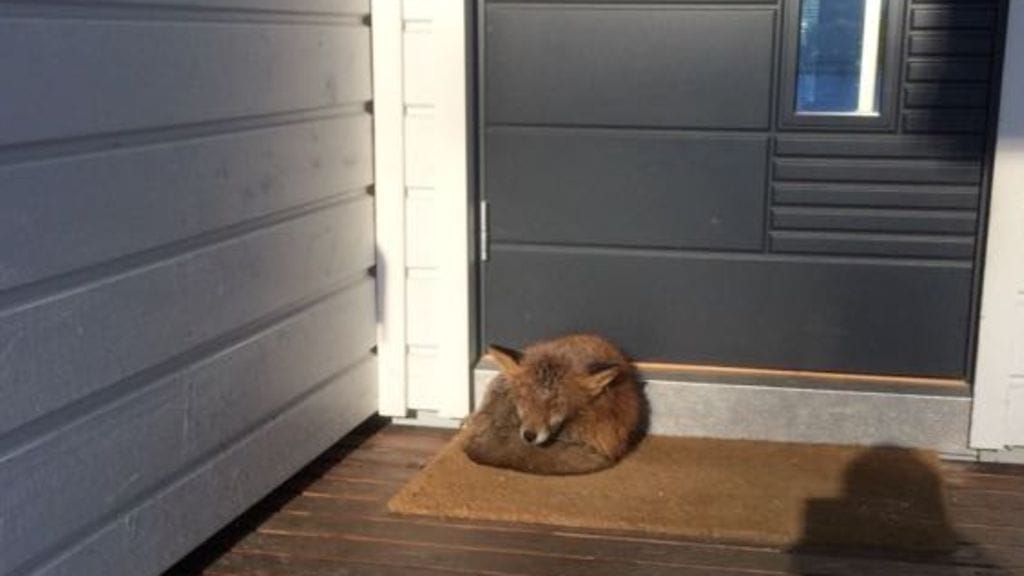 Väsähtäneen näköinen kettu oli majoittunut espoolaisen talon terassin kynnysmatolle.