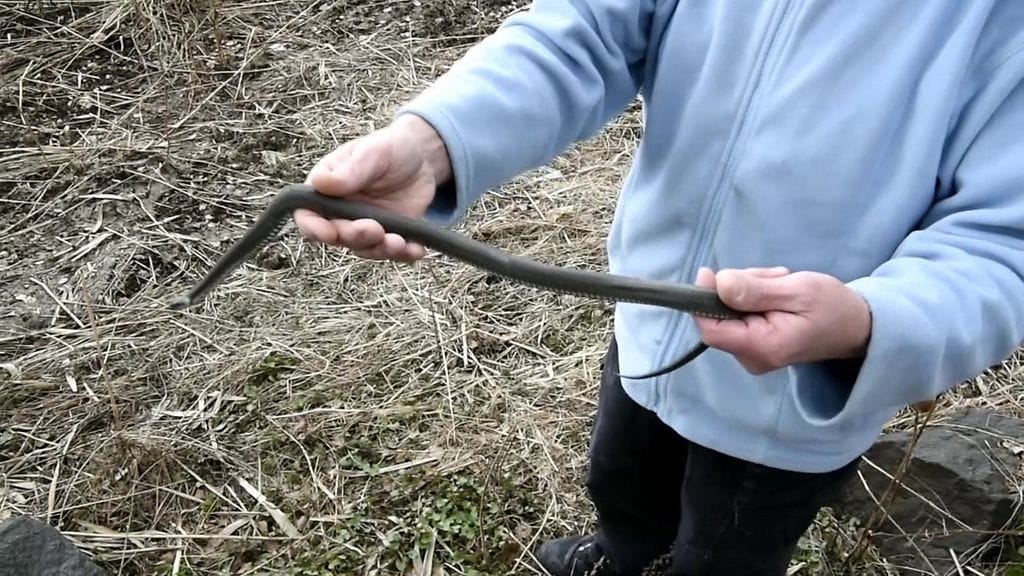 Lauttasaarelainen Esko Linna esittelee rantakäärmeiden keväistä elämää 17. huhtikuuta 2017 Helsingissä.