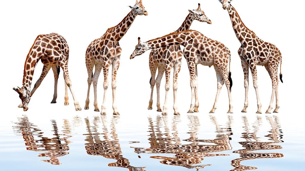 Unkarilaistaitelija Dudolf on julkaissut jälleen uuden arvoituksen. Tällä kertaa teemana ovat kirahvit. Kuvituskuva.