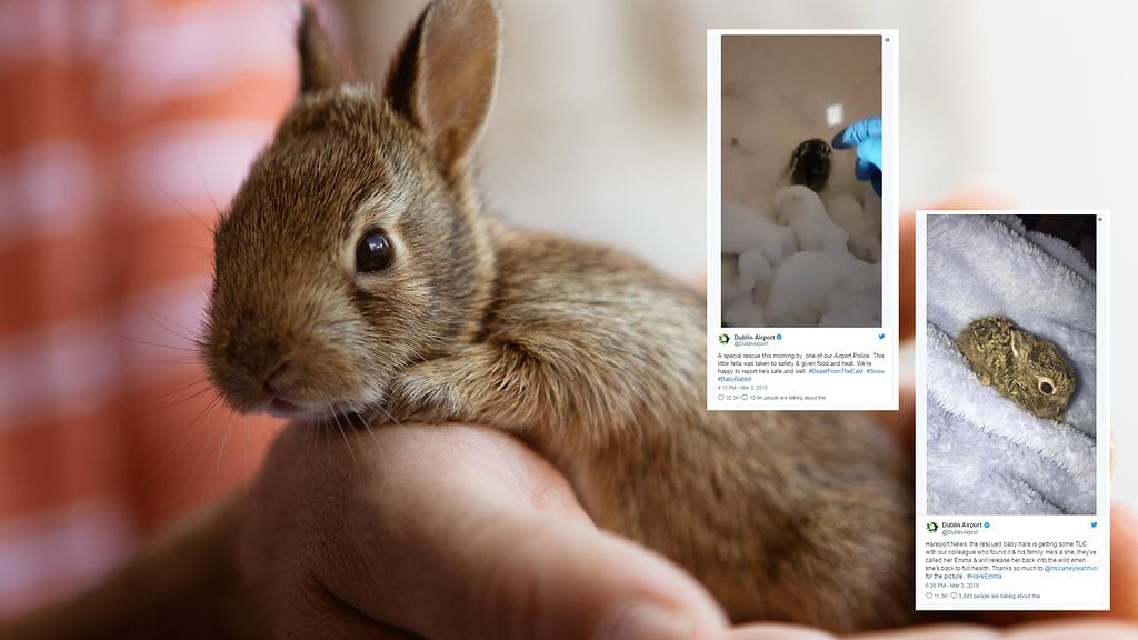 Dublinin lentokenttä kertoi tilillään sosiaalisessa mediassa sen työntekijän kauniista teosta: Hän pelasti pienen pupun lumihangesta.