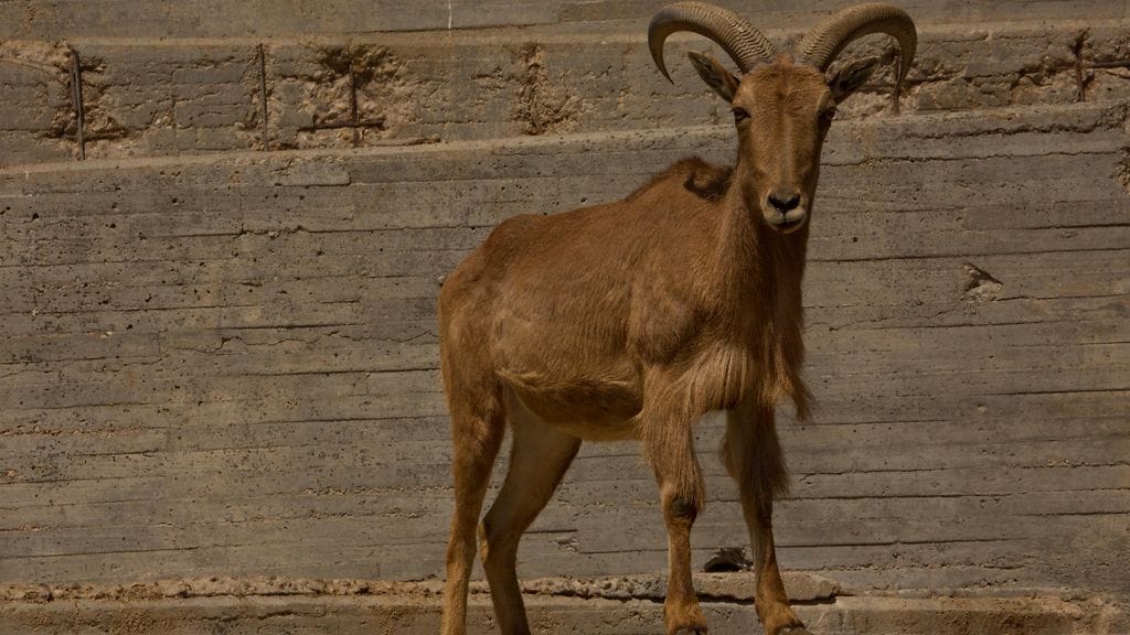 barbary sheep