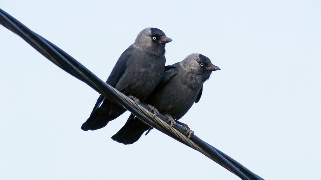 Naakkoja on saanut metsästää viime vuoden elokuusta alkaen. Naakkojen rauhoitusaika alkoi sunnuntaina ja kestää heinäkuun loppuun saakka.