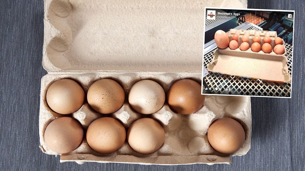Kolme kertaa tavallista isompi kananmuna on aiheuttanut hämmennystä Australiassa.