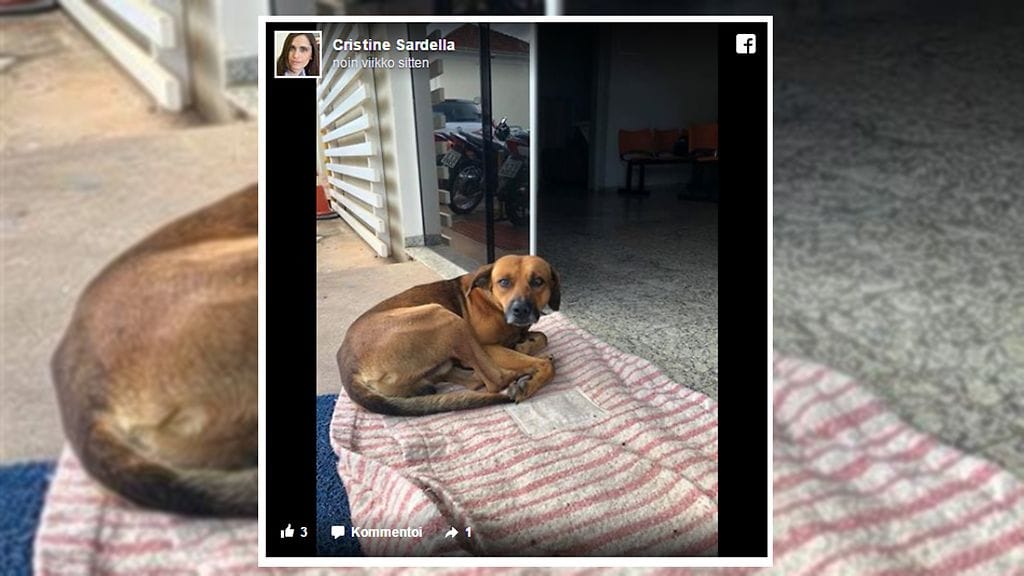 Uskollinen eläin ikävöi edelleen omistajaansa.