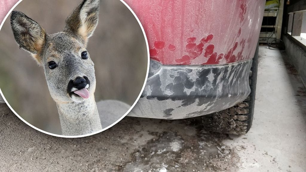 Havainnekuva syyllisestä. Kuvan metsäkauris ei välttämättä liity juttuun.