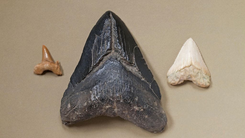 Megalodonin hammas rinnakkain pienemmän esihistoriallisen hain hampaan kanssa ja valkohain hampaan kanssa. Megalodonin hammas on keskellä.
