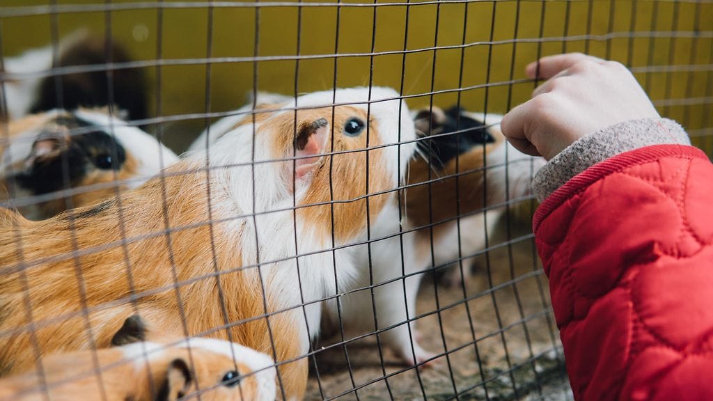 Muun muassa jyrsijät ja kanit kuuluisivat Joensuun Prisman valikoimiin. Kuvituskuva.