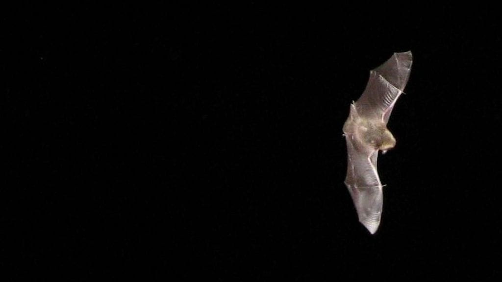 Viime kesänä kuolleesta lepakosta löytyi aiemmin tunnistamantonta virusta.