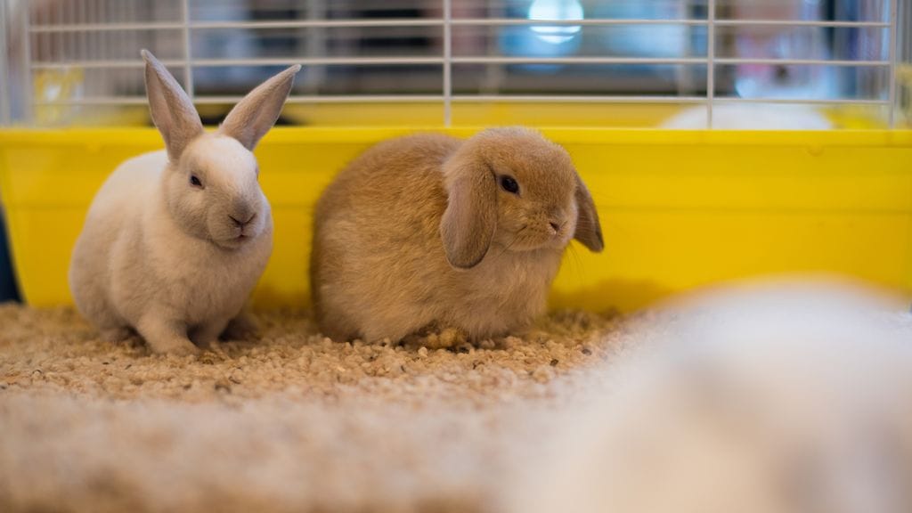 Kanien ja jyrsijöiden pitäisi myös eläinkaupassa voida noudattaa lajityypillistä käytöstä.