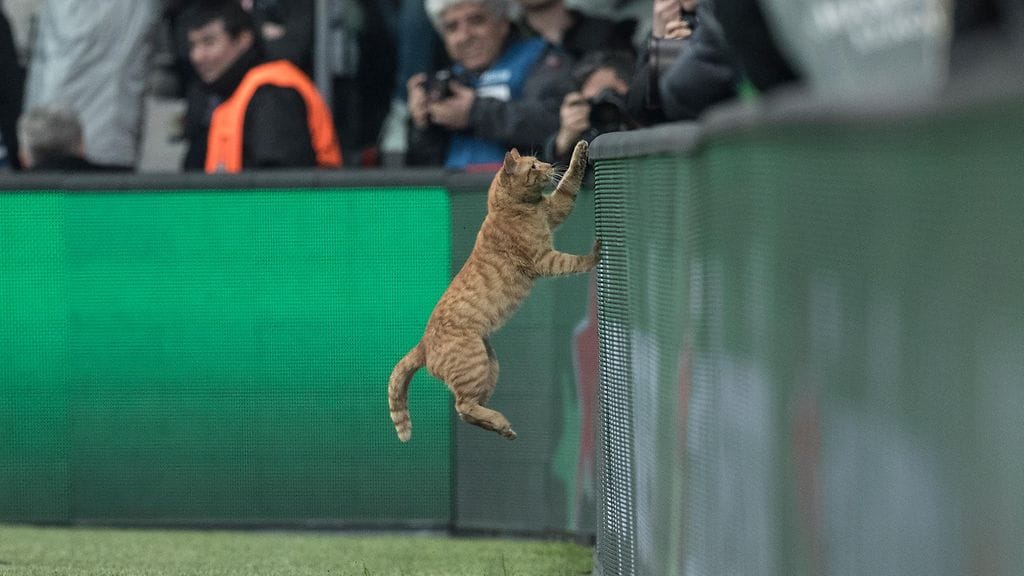 Kissa juoksenteli kentällä keskiviikon Besiktas-Bayern München -ottelussa.
