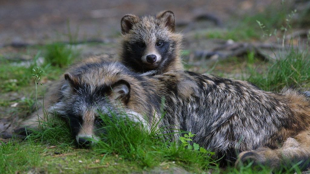 Supikoiria Ähtärin eläinpuistossa.