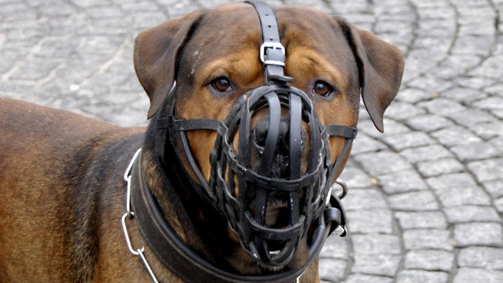 Kymmenen kuukauden aikana koirien tai ihmisten päälle hyökänneitä koiria on kolmen kunnan alueella ollut kaikkiaan yhdeksän. Arkistokuvan koira ei liity tapauksiin.