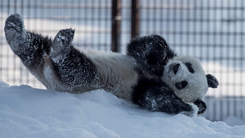 Ähtäri panda lumi pyry 1