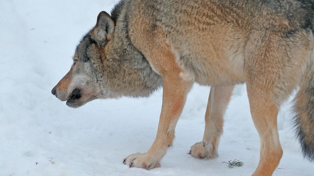 Poliisi on määrännyt kaksi huonokuntoista sutta lopetettavaksi Lieksassa. Kuvituskuva.